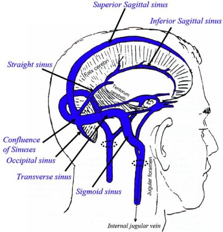 Dural Sinuses1329186010315 - Chris Michels Physical Therapy